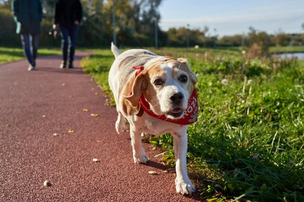 Litière pour chien gazon synthétique : une solution pratique pour la propreté canine