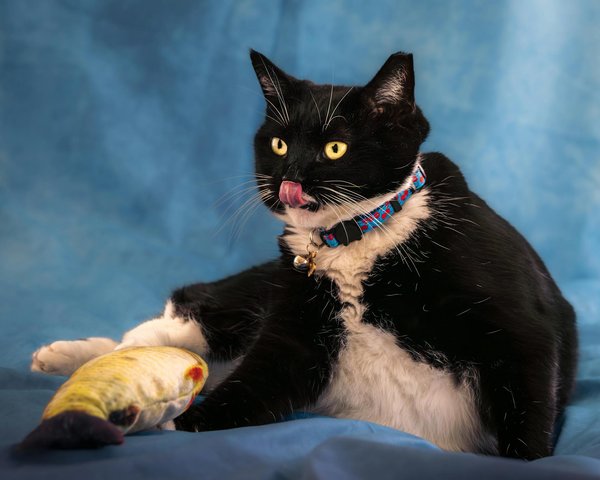 Veterinaire Rozay Brie