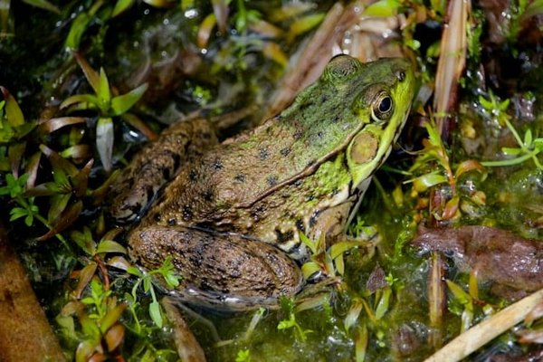 Quels sont les éléments essentiels à inclure dans un habitat pour grenouilles arboricoles?