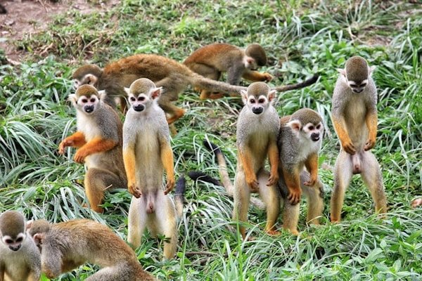 Quels sont les comportements sociaux des singes capucins dans leur habitat naturel?