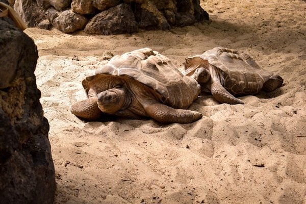 Quels sont les meilleurs substrats pour un terrarium destiné à une tortue de Hermann?